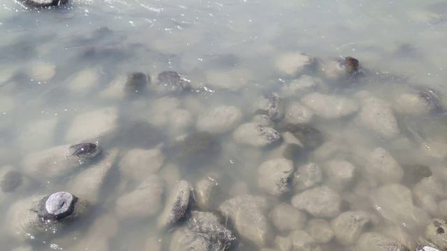 Молочные реки, кисельные берега... смотреть онлайн