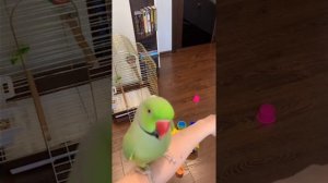 Ожереловый попугай Ричи. Ожереловый Попугай Крамера внешний вид. Говорящий ожереловый попугай Ричи