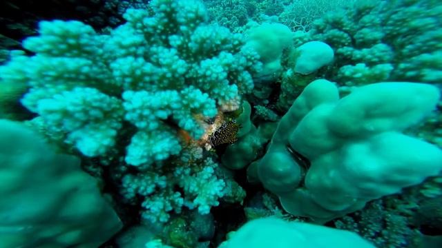 Kalawy Divers 2017 смотреть онлайн