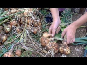 Наш урожай лука, играем в прятки.