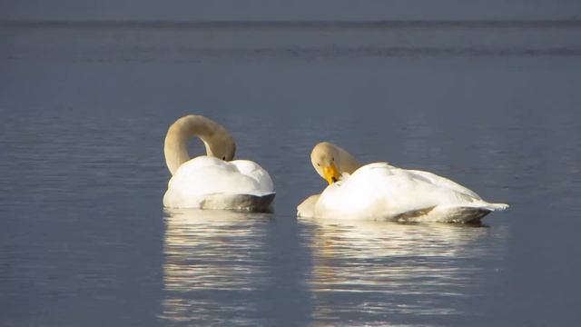 Лебединая песня в Варкаусе. Swan Song in Varkaus смотреть онлайн