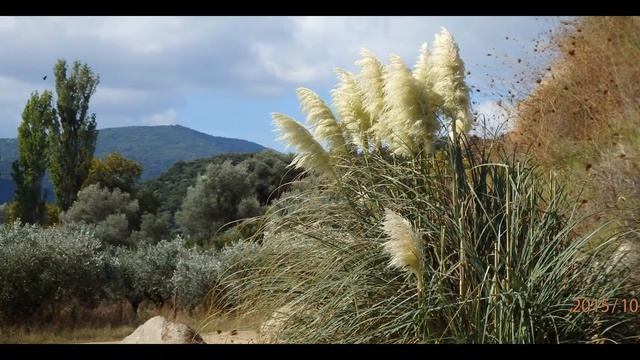 Cortaderia selloana, commonly known as pampas grass смотреть онлайн