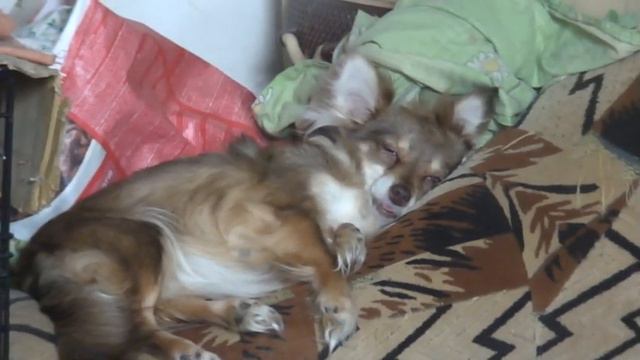 СЛАДКИЙ СОН ФЕНЬКИ :-) смешная собачья рожица. смотреть онлайн