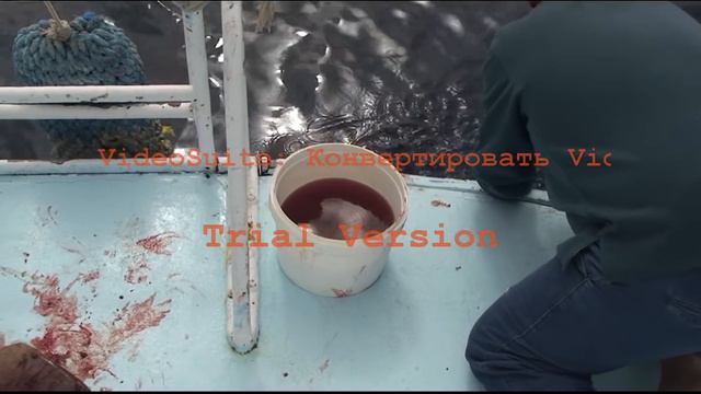 рыбалка в Египте. смотреть онлайн