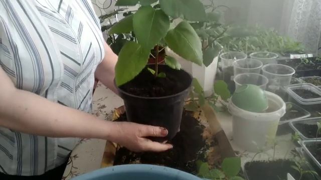 Пересадка инжира. смотреть онлайн