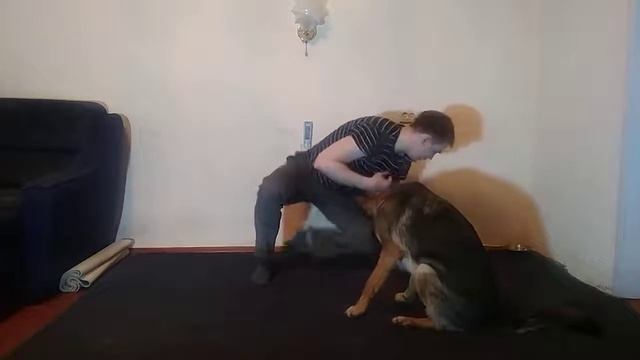 ПОРОДА НЕМЕЦКАЯ ОВЧАРКА|КАК НАУЧИТЬ НЕМЕЦКУЮ ОВЧАРКУ КОМАНДЕ КУВЫРОК|НЕМЕЦКАЯ ОВЧАРКА ДЕЛАЕТ КУВЫРО