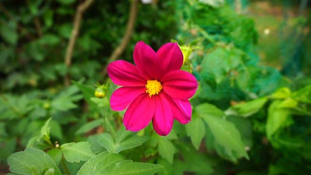 Creating an Autumnal Bunch of Flowers from bits in your garden! смотреть онлайн