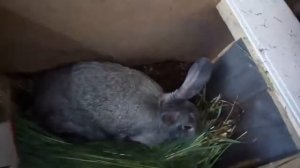 Клетки для кроликов [ Какая клетка подойдет для кролика? ]