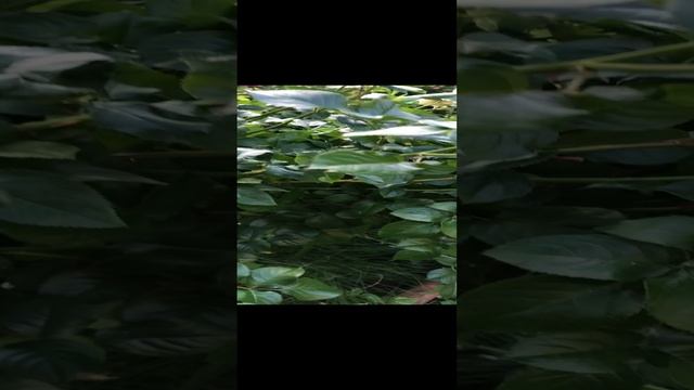 rutube.ru