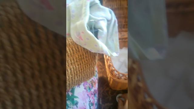 Кормление чёрных стрижей. смотреть онлайн