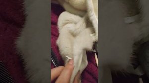 Замена крючков на норковой шубе.