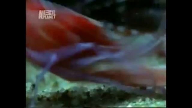 раки щелкуны смотреть онлайн