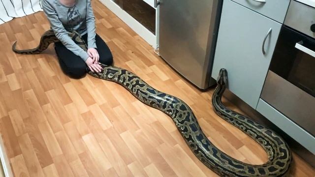 Тигровые питоны. Содержание в домашних условиях. А вы готовы к такому ? смотреть онлайн