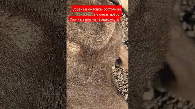 ЗАЧЕМ выбросили? Спасибо большое волонтеру Ирине из г.Саки, которая взяла собаку на передержку? смотреть онлайн