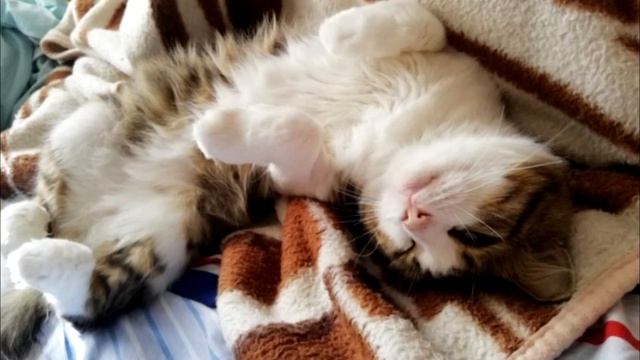 Брошенный кот плакал и ждал своих хозяев. Но им было все равно! смотреть онлайн