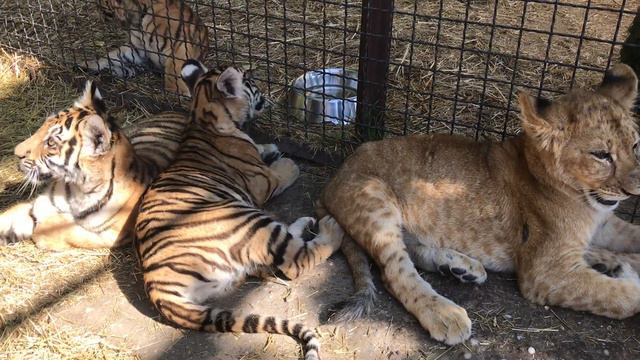 В обнимку с тигрятами! смотреть онлайн