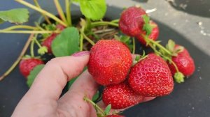 Клубника #Кантус - сорт нейтрального светового дня с изумительным вкусом в Сибири