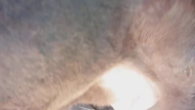 Алатауская корова 2 дня до отела!Скоро отел! смотреть онлайн