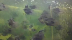 Раскрыт секрет размножения рыбы Попугай Red Parrot