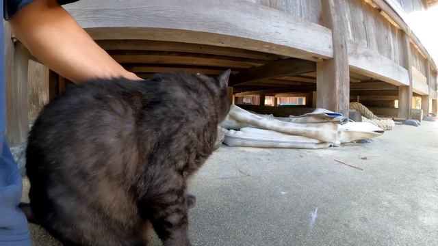 神社に行くとよく喋る黒猫ちゃんが出迎えてくれた смотреть онлайн