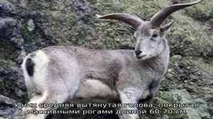 Голубые бараны