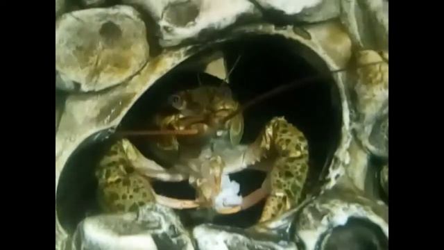 Рак речной. Как ест рак. Смотреть до конца!!! Cancer river. Like eating cancer. смотреть онлайн