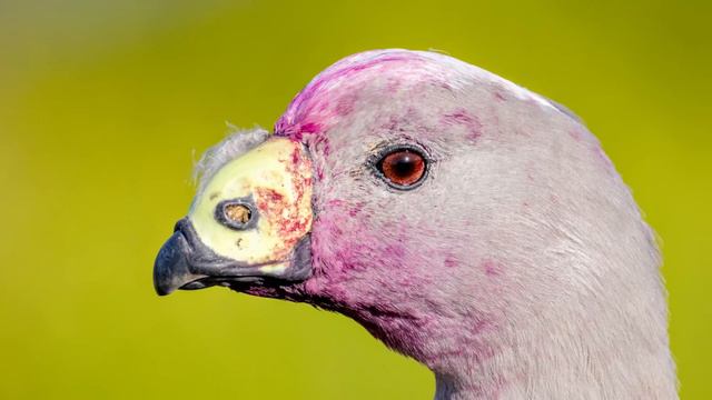 Canon RF200-800 Review - Ultimate Lens Or Too Many Compromises?