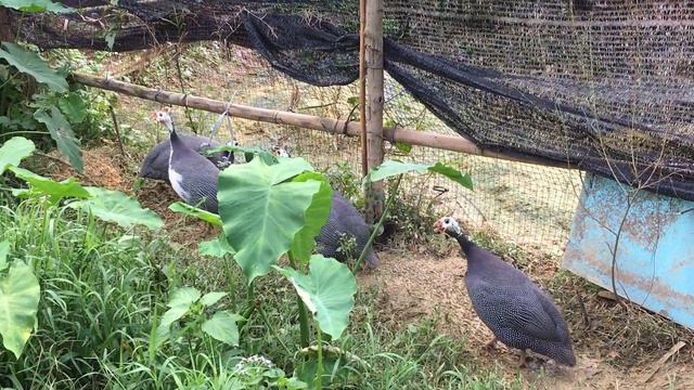 ไก่ต๊อก : Guinea Fowl Or Guinea Hen, Which My Father Bought It : 珍珠鸡