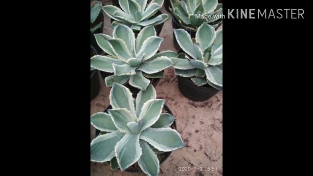 Tanaman kaktus , kuping gajah ,Krisan DDL смотреть онлайн