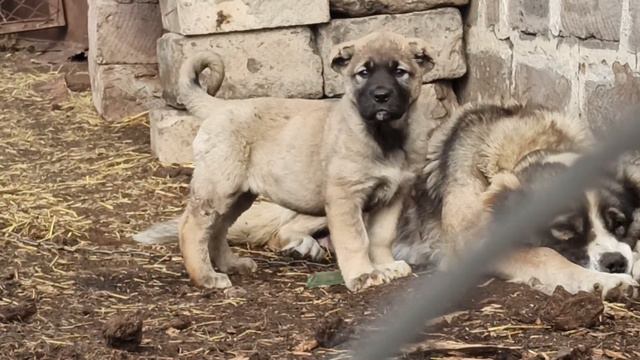Ledy, Tayis & Khan ! Armenian Wolfhound - Gampr's! смотреть онлайн