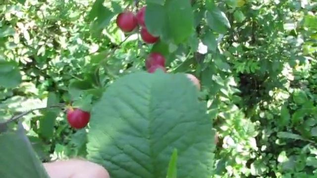 Сливо Дюк смотреть онлайн