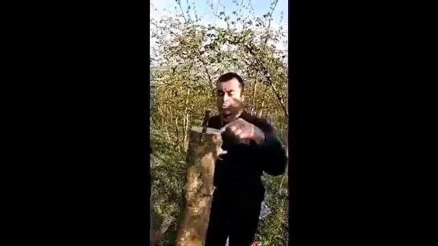 Ceviz ağacına matkap aleti ile asi yöntemi ve kabuk altı asi yöntemi kullanarak aşılama смотреть онлайн