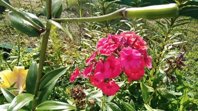 Флоксы многолетние и однолетние. смотреть онлайн