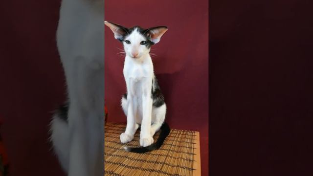 Котенок сиамо-ориентальной породы продается смотреть онлайн
