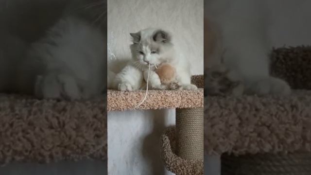 #ragdoll #kitten #PlushDollRu #животные #котики #регдолл #рэгдолл #тряпичнаякукла #котята #кошка смотреть онлайн