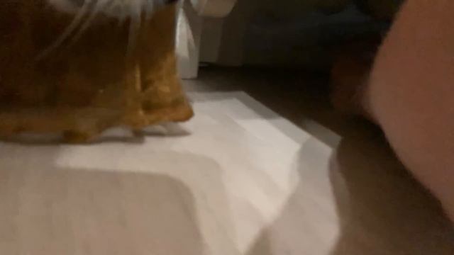 Борьба за курицу?? Вельш корги Таффи и Сэдди ❤️️ смотреть онлайн