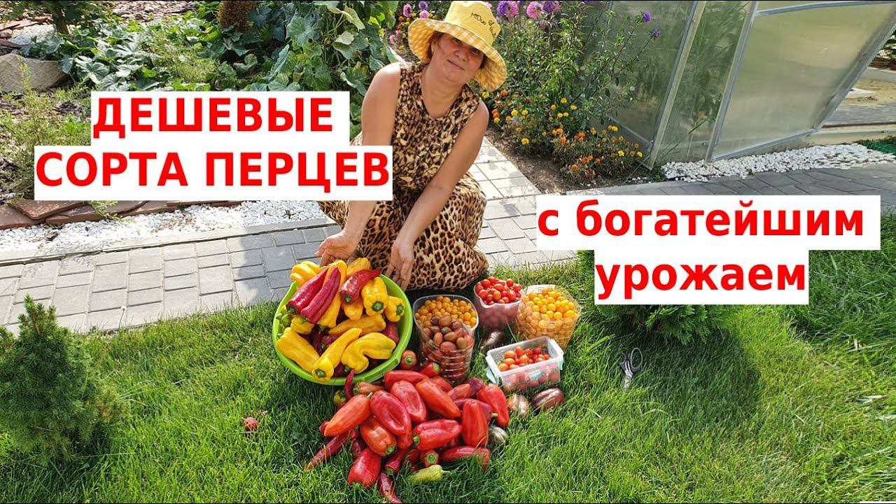 Их я буду сажать всегда. Лучшие сорта перца 20 августа 2022. смотреть онлайн