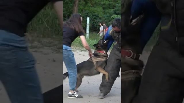Атакующая собака Буран. Зонарная немецкая овчарка. Собаки телохранители. СТРАЖ Одесса смотреть онлайн