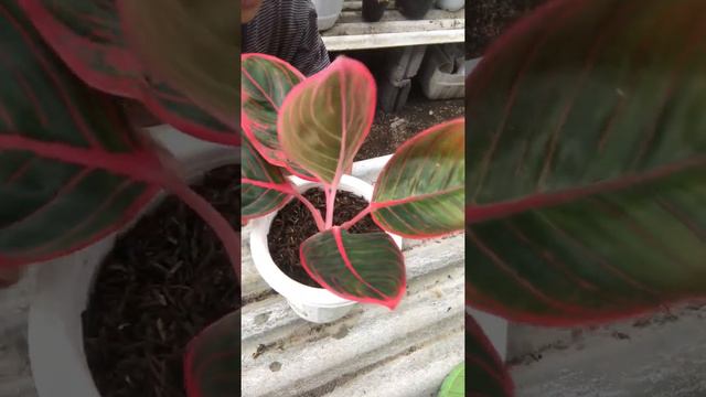 Aglaonema khanza/lipstik khanza (review) смотреть онлайн