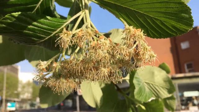 Whitebeam (Sorbus aria) - spent flowers - May 2018 смотреть онлайн