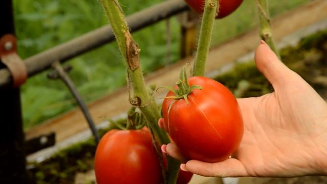 Томат Яблочный липецкий смотреть онлайн