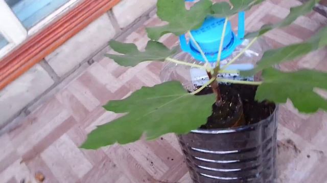 Подготовка инжира,в кадках,к периоду покоя/ Preparing for the winter figs смотреть онлайн