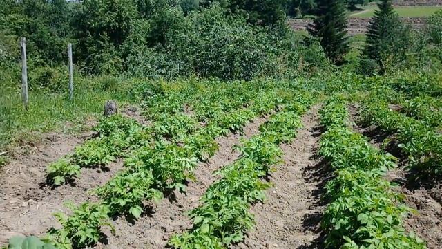 Pomme de terre vue du ciel et de la terre смотреть онлайн