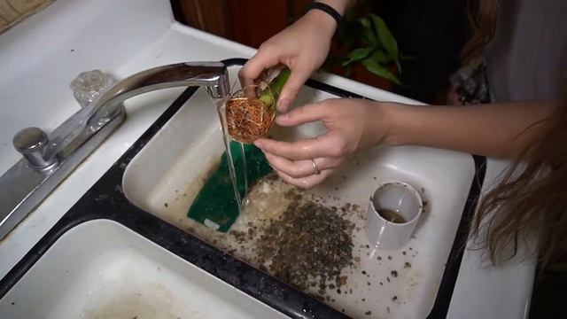 5 EASY STEPS TO REPOT YOUR LUCKY BAMBOO || AQUARIUM ROCKS смотреть онлайн