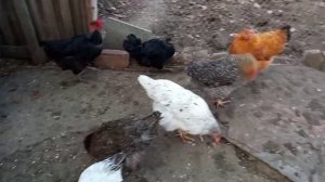 Петух или курица?Как определить в 3-4мес. возрасте.Голошейная порода кур.Характеристика. Определени