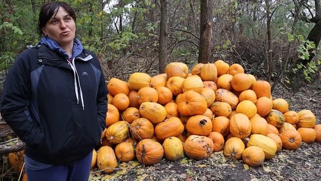 Сушилка тыквенных семечек. 1000 кг семечек за 10 часов. смотреть онлайн