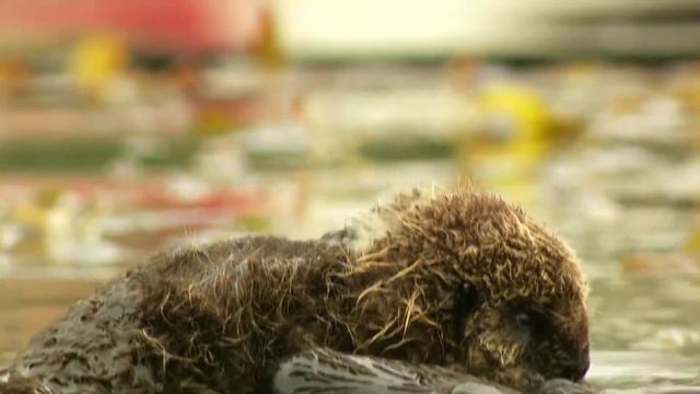 ПИЛ, ЖИРАФ, МОРЖ кантип УКТАЙТ? Эмне үчүн суунун үстүндө? смотреть онлайн