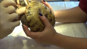 Среднеазиатская черепаха (Testudo horsfieldii) повреждение рамфотеки нижней челюсти.