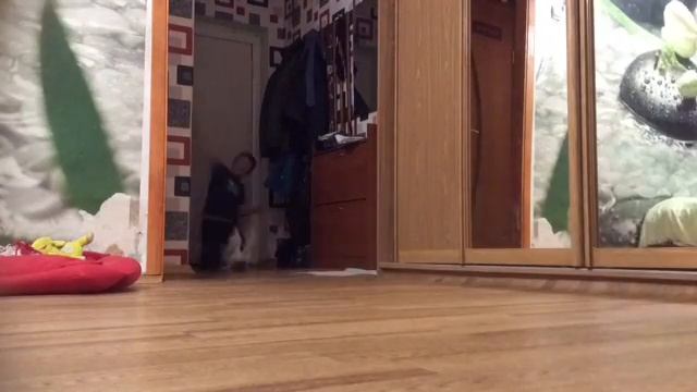 смешное видео от Джек Рассела)))