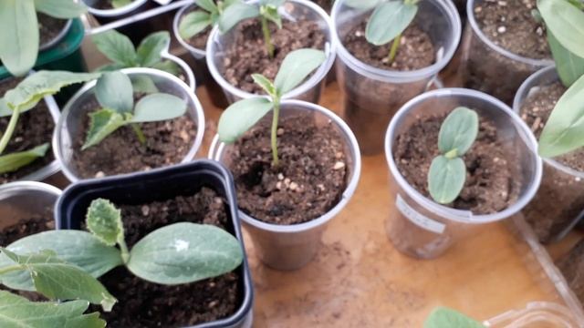 13.05.21 Дача,гиацинты,рассада огурцы,кабачки,тыква смотреть онлайн